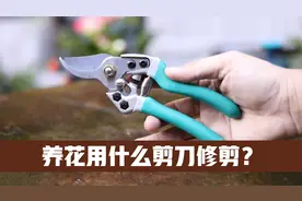 养花修剪用什么剪刀？园艺师教你，用园艺枝剪，SK5锰钢更耐用视频封面