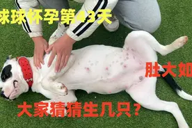杀人犬雪球怀孕第43天肚大如球，大家猜猜能生几只？好期待！视频封面