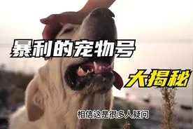 宠物账号变现到底多恐怖，这个视频让你看到背后的秘密，不妨看看视频封面