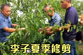 李子夏季修剪