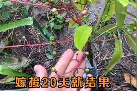 真想不到，芒果树嫁接成功就开花结果，只要一个20天时间视频封面