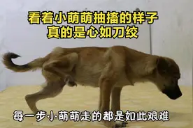 犬瘟狗狗后腿不停抽搐，走路踉踉跄跄，看着它受病痛折磨太心疼视频封面