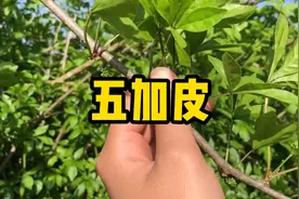 两腿没有劲，就用五加皮强筋视频封面