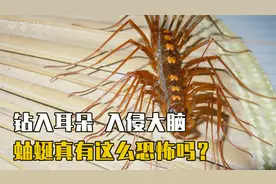 家家都有的怪虫，昆虫界的速度王者，密密麻麻的脚让人心生恐惧视频封面