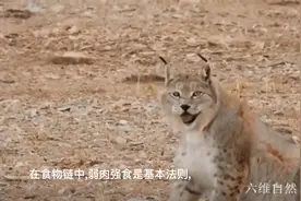 三江源拍到猞猁捕食藏羚羊，都是保护动物，二级动物捕食一级动物视频封面