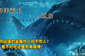 鲨鱼为何只伤人却从不吃人？是自卫还是不合口味，背后另有隐情？