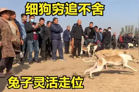 实拍河北农村“狗撵兔”，兔子灵活走位，不愧是世界“最快”速度视频封面