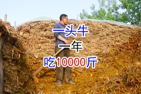 小薛养80多头牛，每头牛一年吃1万斤青储，近70万斤青储吃一半了