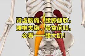 肾虚腰痛、腰膝酸软，腰椎失稳、骨盆前倾，必看——腰大肌！视频封面