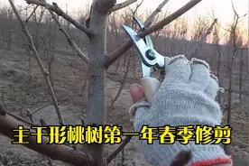 一年生主干形桃树春季修剪，127数字修剪法视频封面