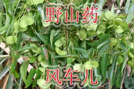 野山药真名“日本薯蓣”，果荚又叫“风车儿”，老人小孩常用到视频封面