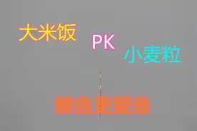 野钓：大米饭PK小麦粒，鲫鱼更爱谁