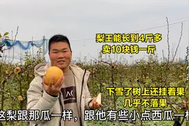 河南特产红果梨，冬天还挂着果一个梨卖10几块，农村小伙第一次见
