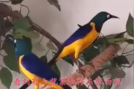 这是什么鸟？尾巴长羽色靓，五颜六色真漂亮！视频封面