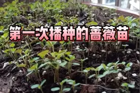 第一次播种蔷薇种子，出苗还是非常不错，只是过程有点一惊一乍