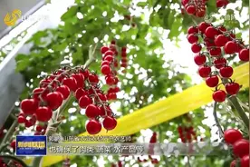 【稳经济 促发展】山东：夯实三农基础 推进农业农村现代化视频封面