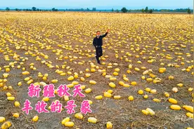 新疆金秋时节，大片的葫芦瓜个个金黄，满眼的丰收景象视频封面