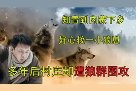 1976年知青到内蒙下乡,从狼窝中救下一狼崽,35年后村庄被狼群围攻视频封面