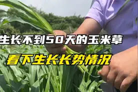 亩产10~15吨的玉米草，每20天就可以割一茬，越割长的越快！视频封面