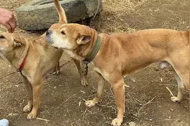 60斤大头狗真霸气，它的后代不愁卖，头版真是大。视频封面