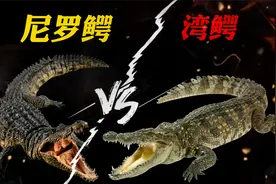 尼罗鳄和湾鳄的巅峰对决，你见过可以咬穿钢板的鳄鱼吗？太可怕了视频封面