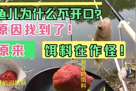 鱼儿为什么不开口？原因找到了！原来是饵料在作怪！视频封面