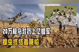 新疆抗蝗灾：上亿蝗虫如何处理？看到最后蝗虫竟然不够吃！
