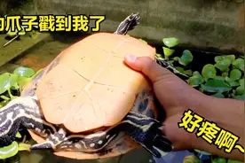火焰龟性情温和，但力气很大，被它挠一下还真有点疼