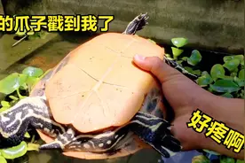 火焰龟性情温和，但力气很大，被它挠一下还真有点疼