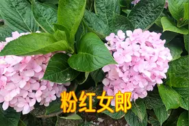 农村罗老实家的“粉红女郎”绣球花有哪些优点？皮实抗造吗？视频封面