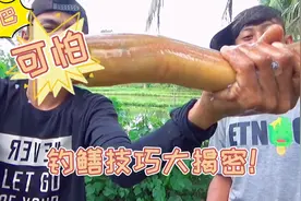 钓获一条至少1000克全身金黄的野生黄鳝，一条就能卖300元！视频封面