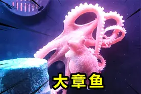 网购1只大章鱼当宠物养，刚放到鱼缸里就到处乱跑！