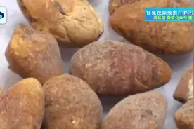 @大连人注意，这种果子有毒，谨慎食用视频封面