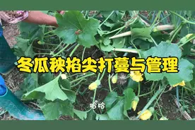 冬瓜秧掐尖打蔓与管理等长出小冬瓜开始掐尖再把没冬瓜空闲蔓剪掉视频封面