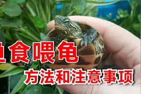 鱼食可以喂龟吗？鱼饲料喂乌龟有讲究，视频有注意事项和喂食方法