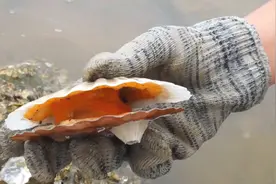 小章赶海发现扇贝聚集地，满沙滩的海鲜随便捡，还发现超大型扇贝