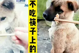中华田园犬，不吃筷子上的食物，主人放在地上才肯吃真懂事