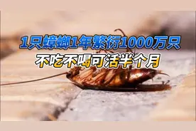 1只蟑螂1年繁衍1000万只，不吃不喝可活半个月