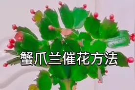讲解蟹爪兰催花方法！秋天这样养护可以多长花苞、避免落花掉蕾视频封面