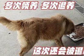 大金毛终于有新主人了，被退养了好几次了，终于又有人要领养它了
