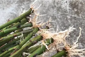 月季花扦插离不开“河沙”，土壤透气又能保水，生根快成活率更高视频封面