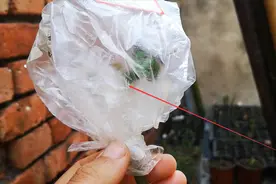 嫁接好以后，塑料袋什么时候拿掉合适？只要有这几个现象就能拿掉视频封面