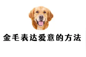 金毛这几个行为，就是在对你示爱！