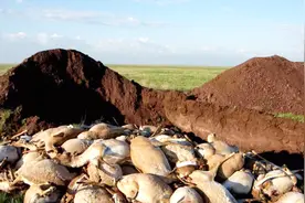 一种“怪物”长得像羊，却有个大象鼻，还能净化加湿空气视频封面