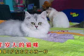 半岁大的猫咪就像3岁大的小孩，活泼好动又能听懂铲屎官的话语