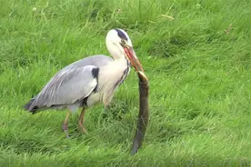 四川话搞笑配音：仙人板板勒，啷个又是你哟！视频封面