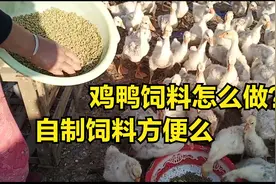 分享自制鸡鸭饲料流程，220V自己在家轻松做颗粒，玉米加菜叶视频封面