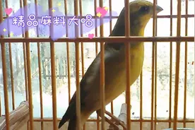精品麻料乖巧善鸣，四字押口句清晰嘹亮，连口鸣唱干净流畅有气势