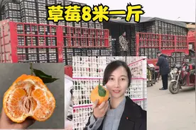 河南水果批发市场：上千种水果聚集这里，草莓耙耙柑量大又实惠！