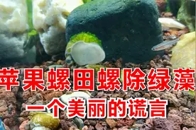 螺真能清除鱼缸绿藻？苹果螺田螺等螺类除藻可能只是个美丽的谎言